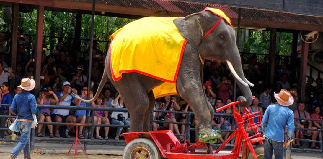 دهکده فیل ها